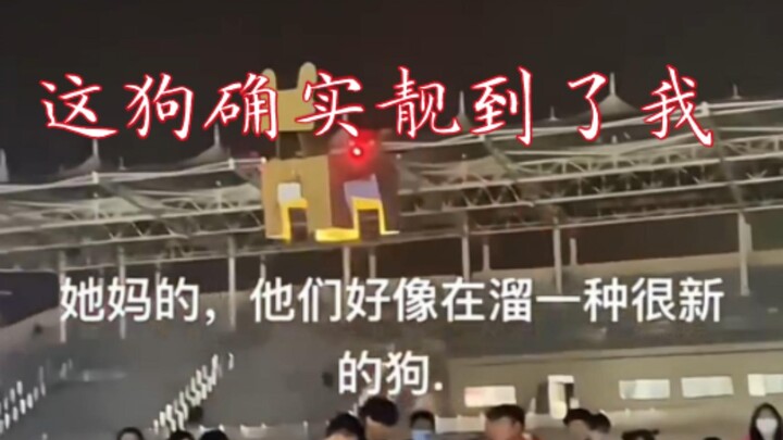 Is a cardboard-box dog enough? You clearly know nothing about college students.