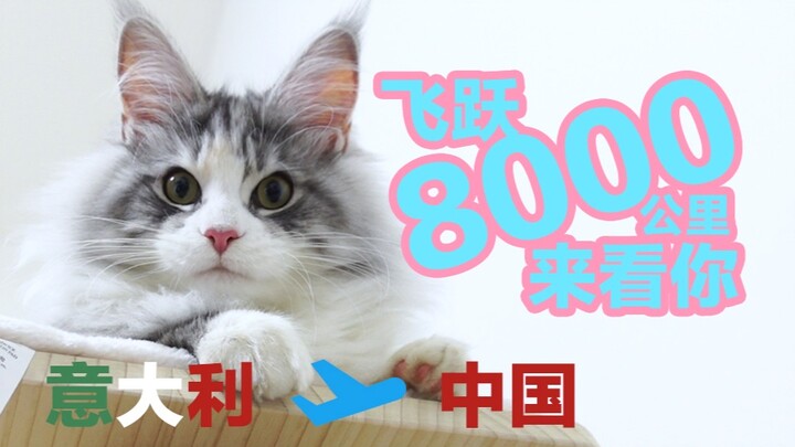 Chú mèo Maine Coon ngọt ngào nhất từ Ý đã bay 8.000 km để đến Trung Quốc. Vậy khi qua hải quan, cần 