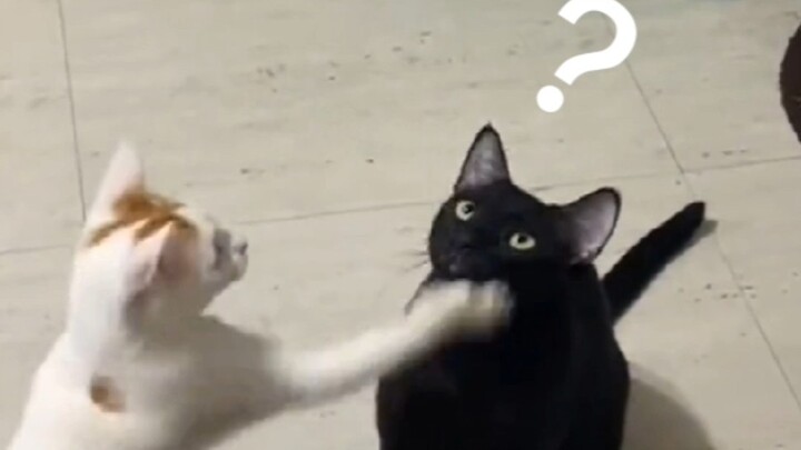 “Kucing kecil setidaknya seharusnya nggak seberuntung ini…”