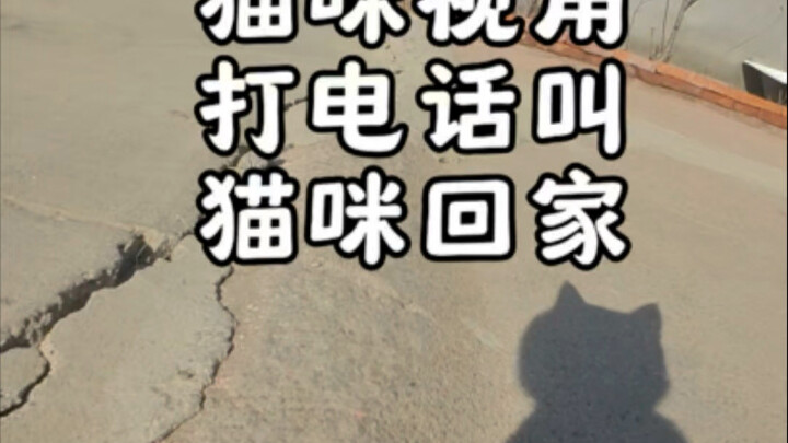 突然降温风太大了，打个电话叫猫咪回家