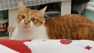 Kalian para pencipta konten 'cat head' benar-benar nggak pernah mengalami blokade kreatif, ya?