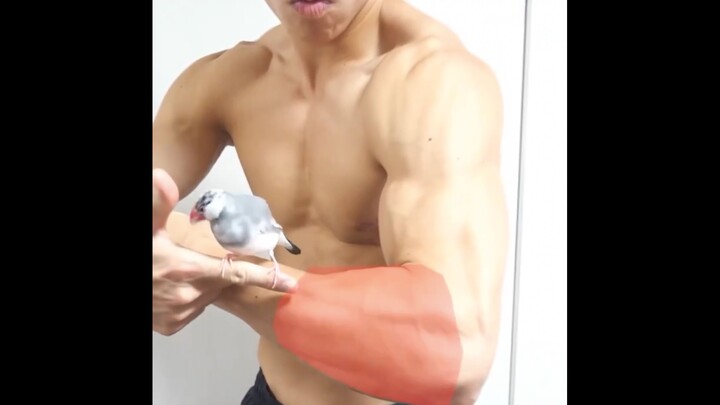 【布莱泽奥特曼】梶原飒（泰信队员）：练出逆天小臂肌肉的3个方法【10块腹肌】