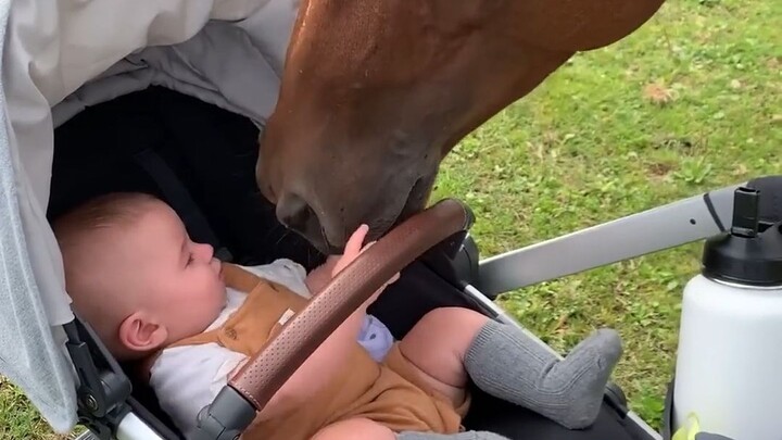 [Horse] Baby's first encounter with a horse!