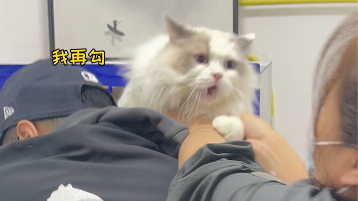 Mèo con lười biếng ở nhà thì đấm đá lung tung, ra ngoài lại cuộn tròn sát vào nhau trong tổ ấm