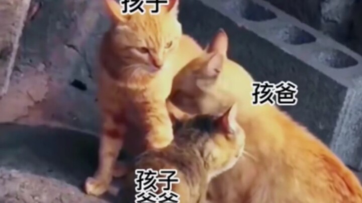 Turns out cats can be close to their grandchildren too!