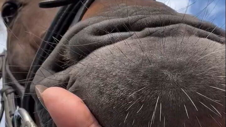 Let's show just how soft a horse's nose is!