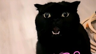 同样是黑猫吐舌头，这差距有点大啊！