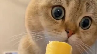 小猫：尊嘟假嘟？ 0.o