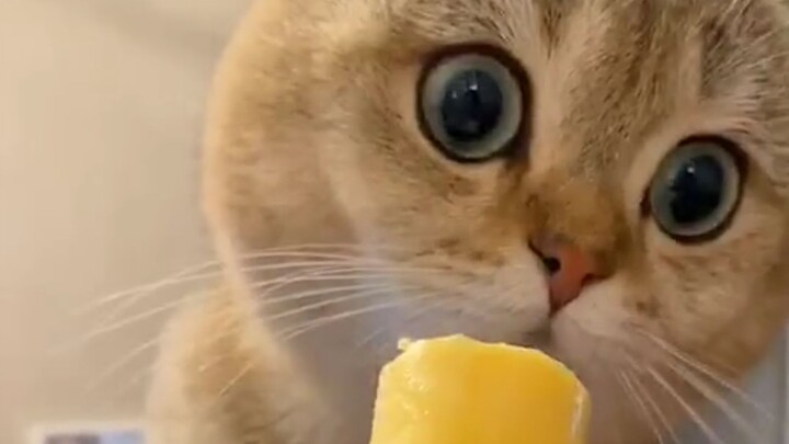 小猫：尊嘟假嘟？ 0.o