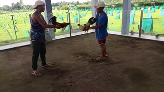 San Jose gamefarm "Spar"  2025