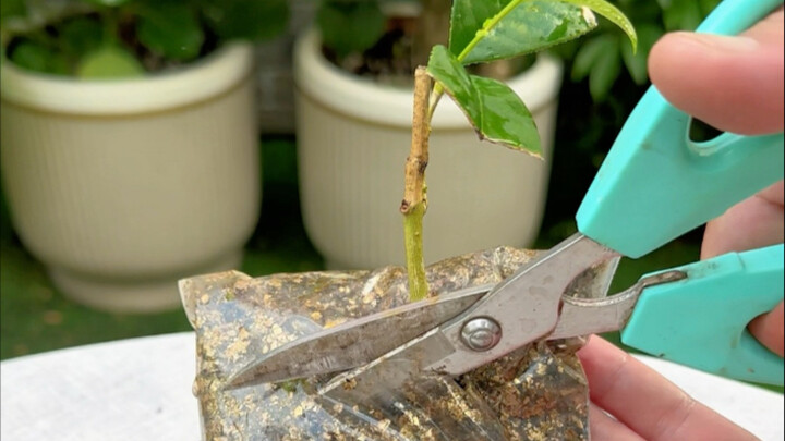 New Method for Osmanthus Cuttings