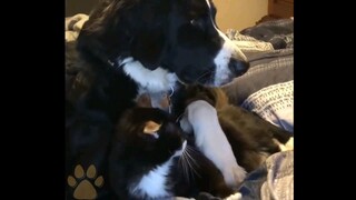 funny dog & cat | lovely puppy & kitty