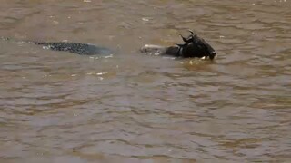 Crocodile attack on Wildebeest