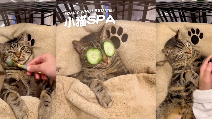 The kitty spa is open again—again and again!