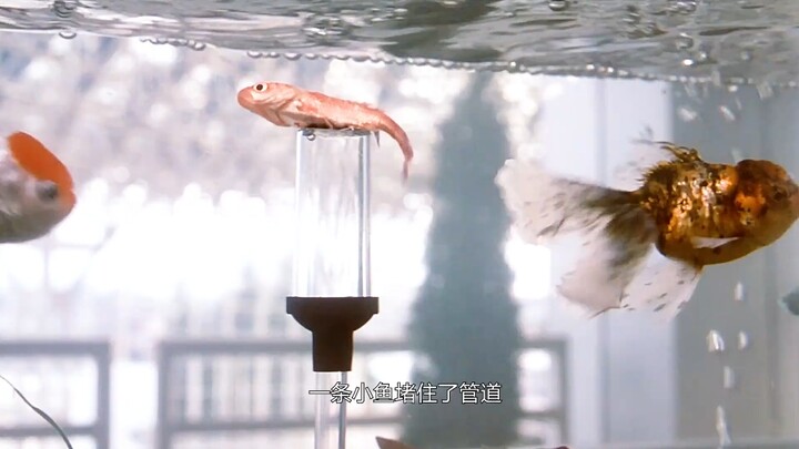 Bocah laki-laki telah menjadi sasaran BLEACH, beberapa menit lagi dia akan mati!