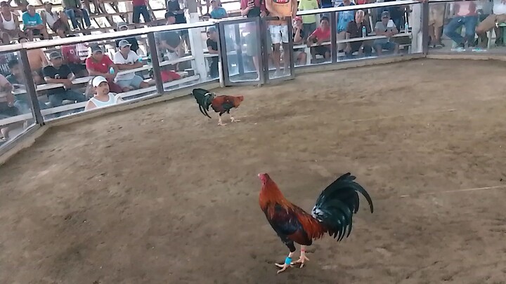 Boston x 226 JJRC GAME FARM