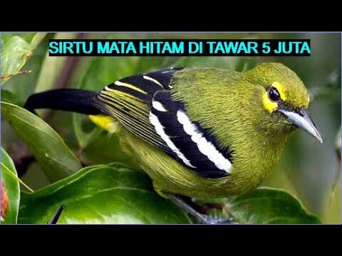 🔴Wedan✔️ Burung sirtu mata hitam Gacor Full Isian ➗   Ditawar 5 Juta‼️