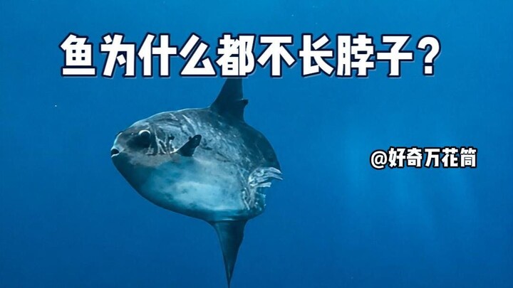 Why don’t fish have necks? #Science #Fish #Nature #LearnSomethingNew