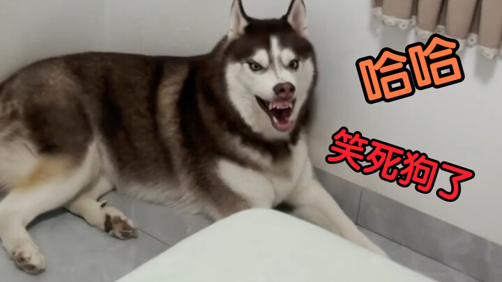 让Siri帮我家二哈取个名字，看看能取出来个啥？