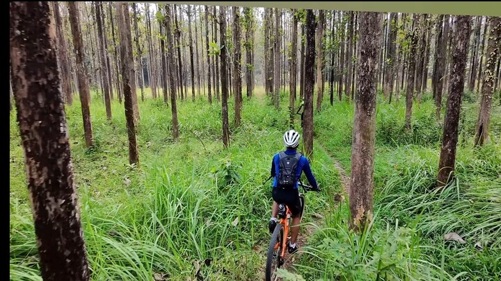 bersepedah di hutan jati