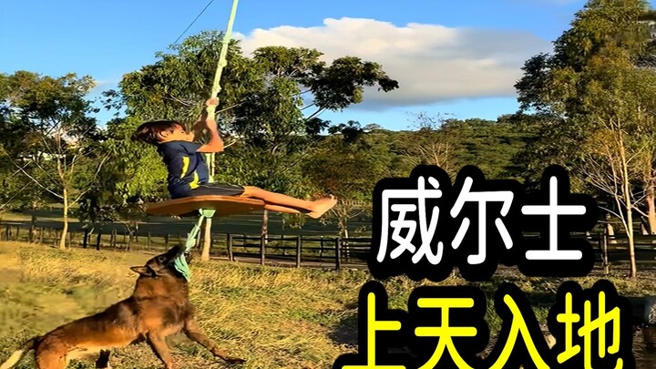 Dog bites the zipline, instantly soaring through the sky! Wales Zipline Park