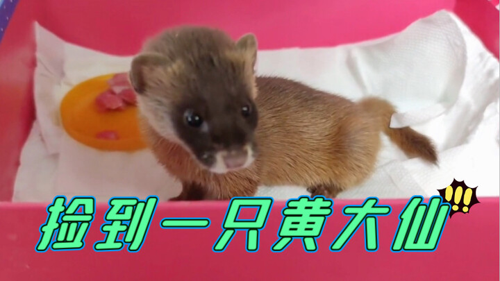 Nemu musang kuning, ayo deh ngerasain aura mistisnya!