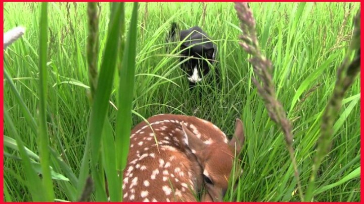 The Cat And The Fawn.