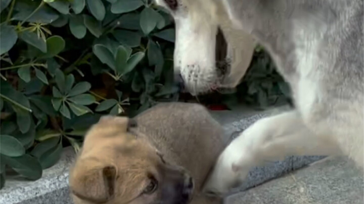 Mishu said, "I really just gave it a light touch."