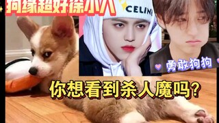 【الحظ الجيد للكلاب، شو شياو با】الأخت الصغيرة تسيطر ببراعة على أربعة كلاب مدربة بضربة واحدة