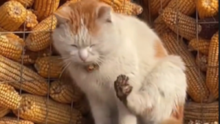 原来小猫也会嫌弃自己脚臭