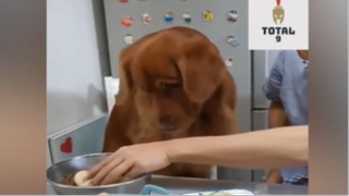 Tổng Hợp Những Khoảnh Khắc Hài Hước Của Động Vật 57 #hai