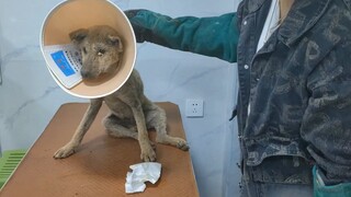 สุนัขพิการที่ถูกทิ้งนั่งอยู่กลางถนนและไม่ยอมเดิน และได้ชื่อว่า Hexi เผชิญหน้ากับมนุษย์ที่ทำร้ายมัน ค