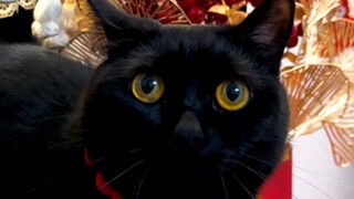 Dapatkan Lucky Kitten, dan semoga sukses selalu! Ayo sampaikan ucapan Tahun Barumu!