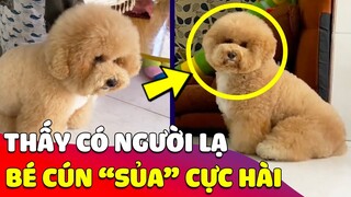 Thấy có 'NGƯỜI LẠ' vào nhà, bé Poodle liền sủa theo phong cách 'THÙY MỊ NẾT NA' 🤣 Gâu Đần