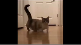 Chú mèo có chân ngắn nhất thế giới