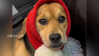 Cats and dogs that understand human language