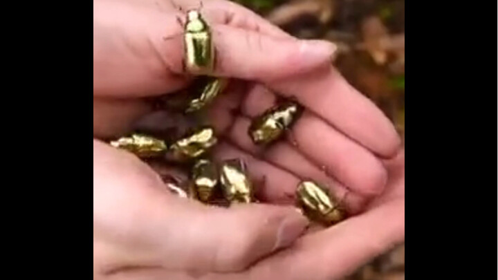 Kisah Keabadian Manusia: Akhirnya seekor serangga pemakan emas emas dibudidayakan!