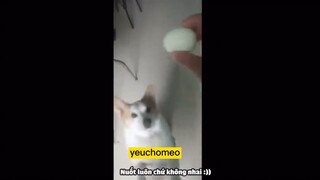 những chiếc hề xấu tính😅😅😅😅