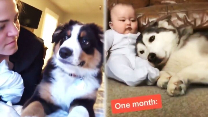 When you’re feeling anxious, take a break and watch these adorable little animals relax 【Healing Ani