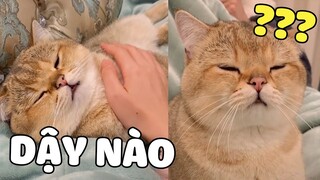 Những Chiếc Meo Meo Ngốc Nghếch Nhưng Đáng Yêu!! | Pets TV