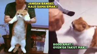 LUCU BANGET.! Gara-gara Ngerusak TV, Si Oren Dimarahin Emak, Eh Malah Marahin Balik.!🤣Kucing Lucu