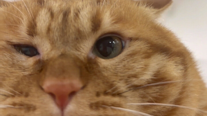 Aaaaa, giờ không dạy nó ăn cà rốt nữa 5555~ Nó biến thành củ cà rốt mất rồi!