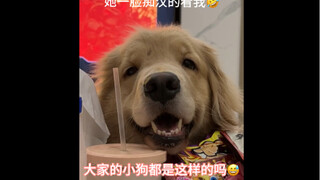 怎么狗狗届也有妈宝女啊😅