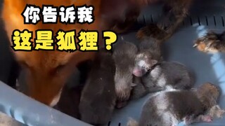 ที่แท้ตอนเด็กๆ สุนัขจิ้งจอกหน้าตาเป็นแบบนี้นี่เอง