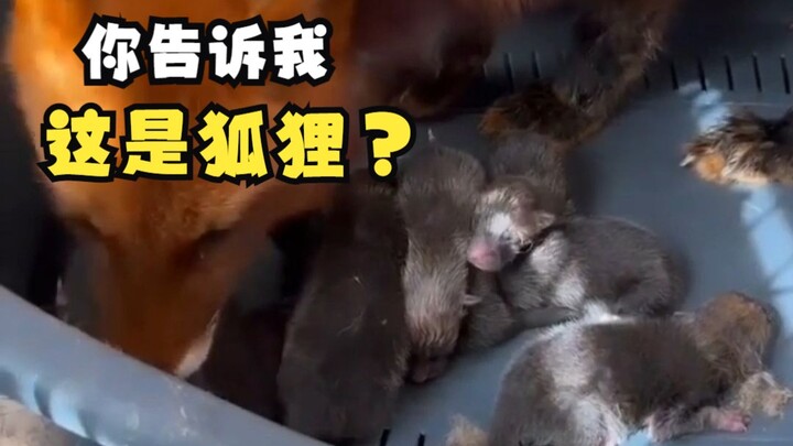 ที่แท้ตอนเด็กๆ สุนัขจิ้งจอกหน้าตาเป็นแบบนี้นี่เอง