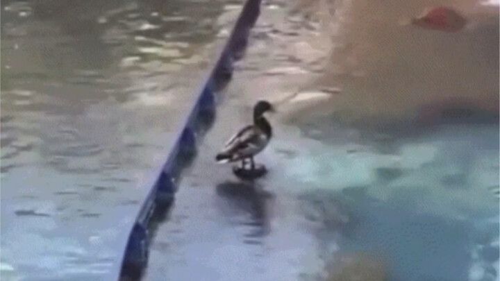 This duck felt excited for the first time