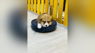 Nuôi chó vui lắm và cái kết corgi corgipuppy chó_cưng pet dog chó cún corgilove chócute cúncon momin