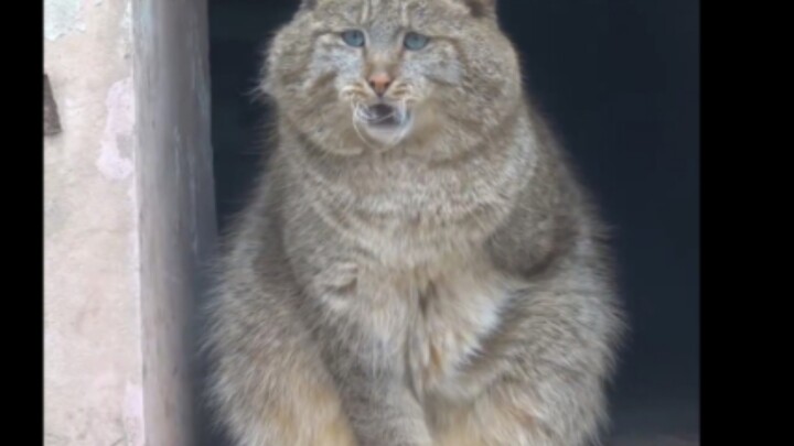 Hilarious! The Xining Wild Animal Park is like a shelter for the “problem children” of the animal ki