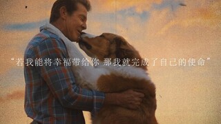 “就算你认不出我，我依旧会找到你”——《一条狗的使命2》
