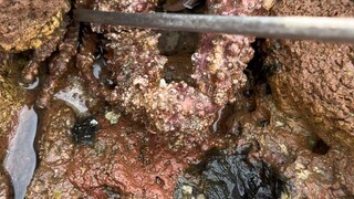 Caught an octopus you've never seen before